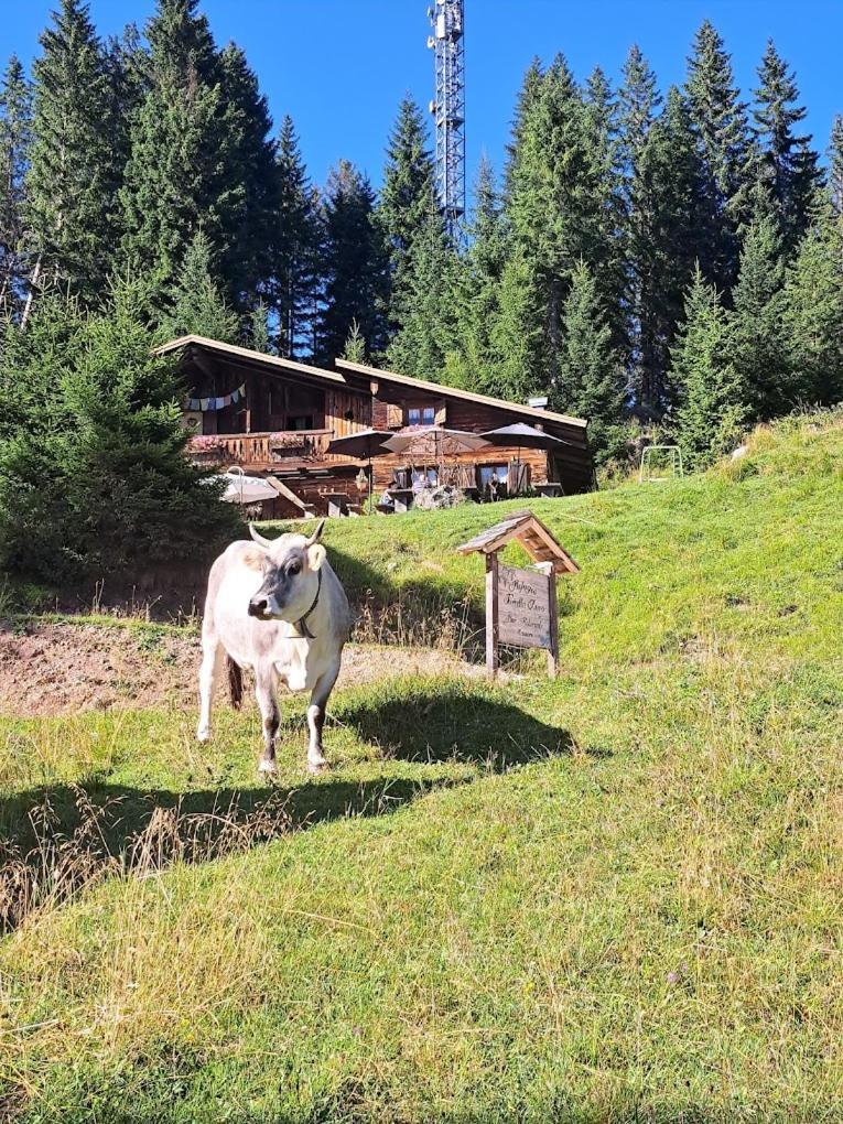 Hotel Rifugio Forcella Zovo San Pietro di Cadore Esterno foto